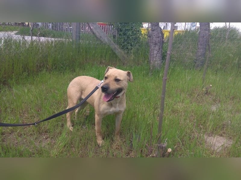 Ledi LM - Kuschelbedürftige Hundedame mit großem Herzen