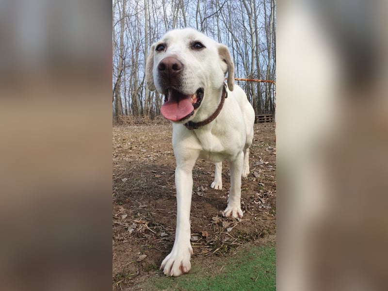 Lucy-DG, taube,kleine Fee sucht Körbchen !