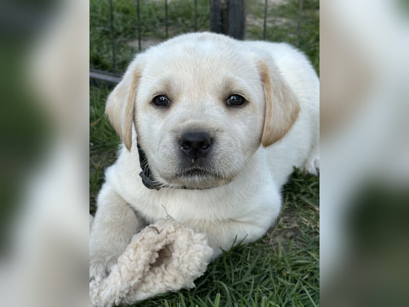 Traumhafte Labrador Retriever Welpen mit Ahnentafel-Abgabebereit-