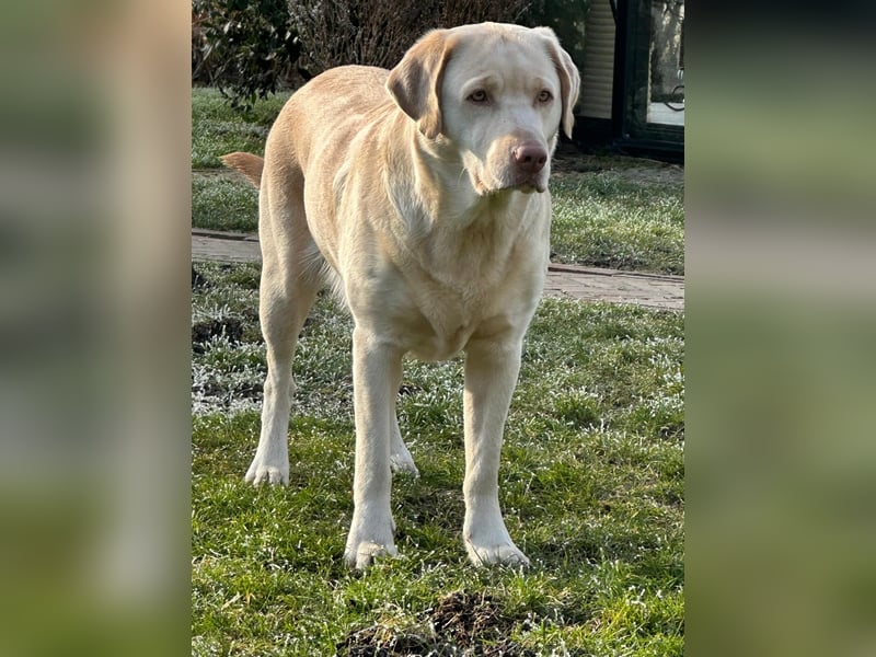 Labrador-Welpen in champagner mit Ahnentafel