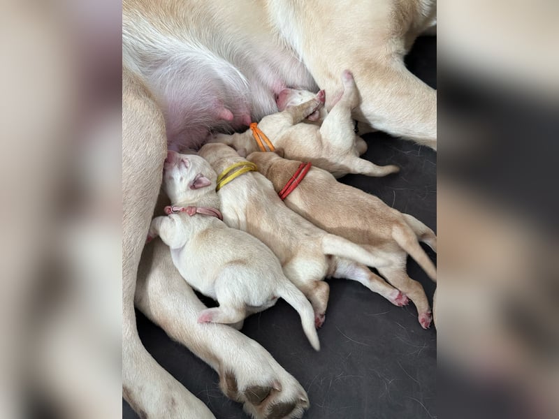 Labrador-Welpen in champagner mit Ahnentafel