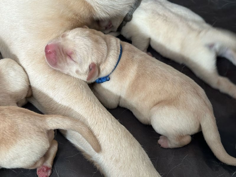 Labrador-Welpen in champagner mit Ahnentafel