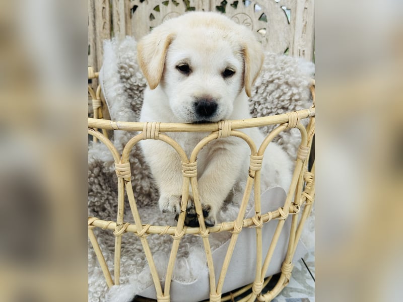Traumhafte Labrador Retriever Welpen mit Ahnentafel-Abgabebereit-