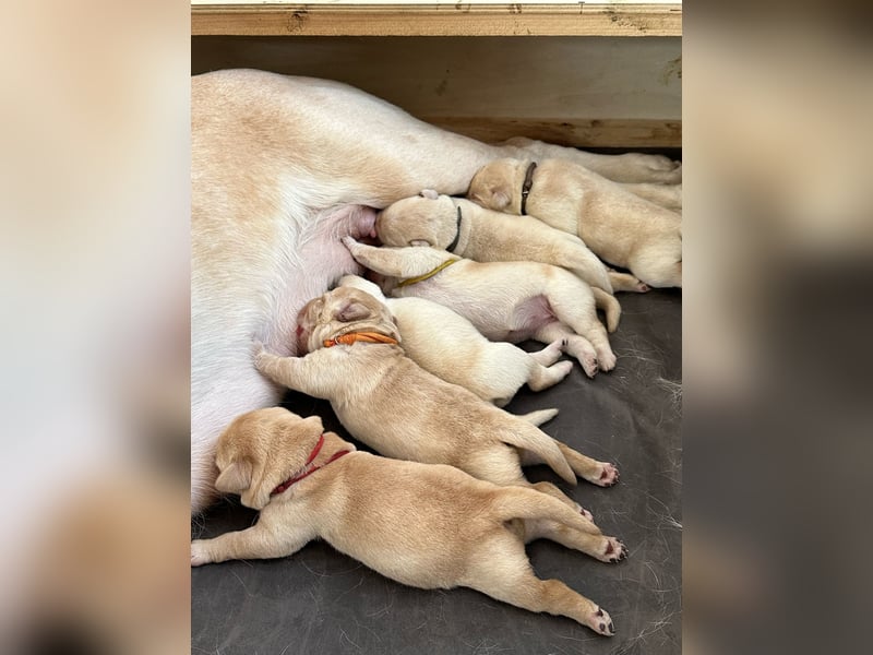 Labrador-Welpen in champagner mit Ahnentafel