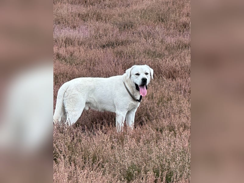 Labrador-Welpen in champagner mit Ahnentafel