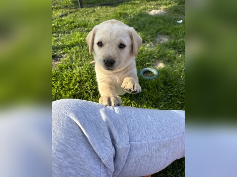 Traumhafte Labrador Retriever Welpen mit Ahnentafel-Abgabebereit-