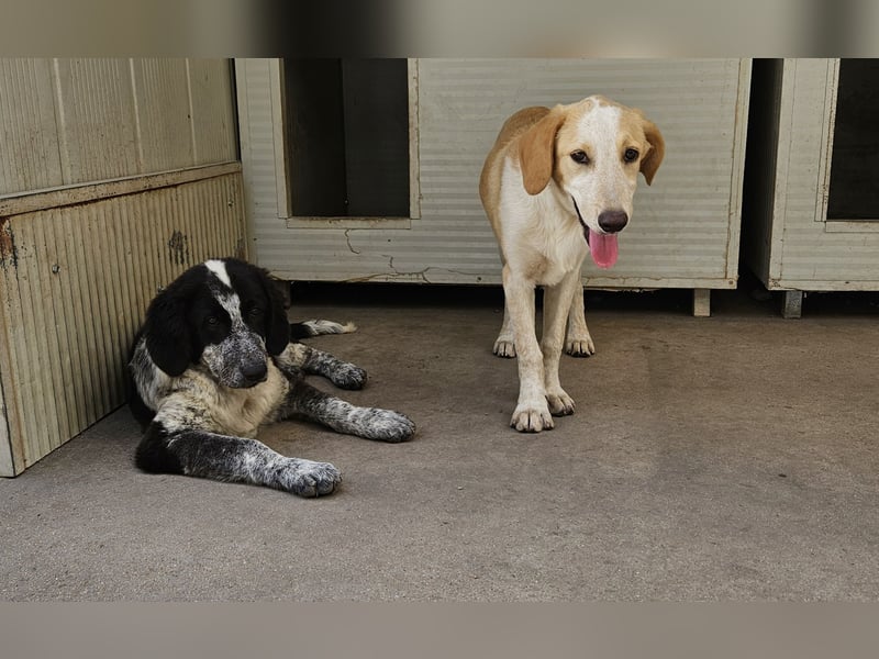 Trilly: aufgeweckt, verschmust und voller Lebensfreude