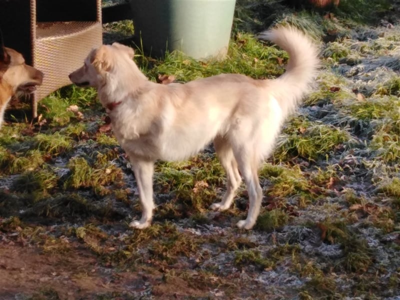 Josie, Labrador Mix