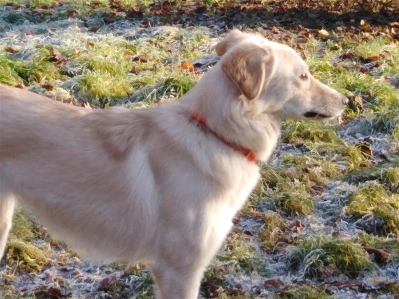 Josie, Labrador Mix
