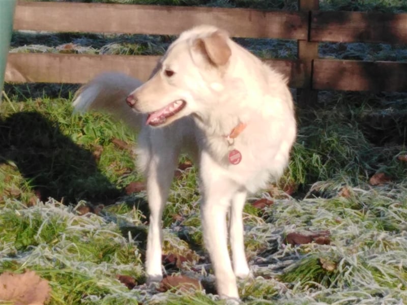 Josie, Labrador Mix