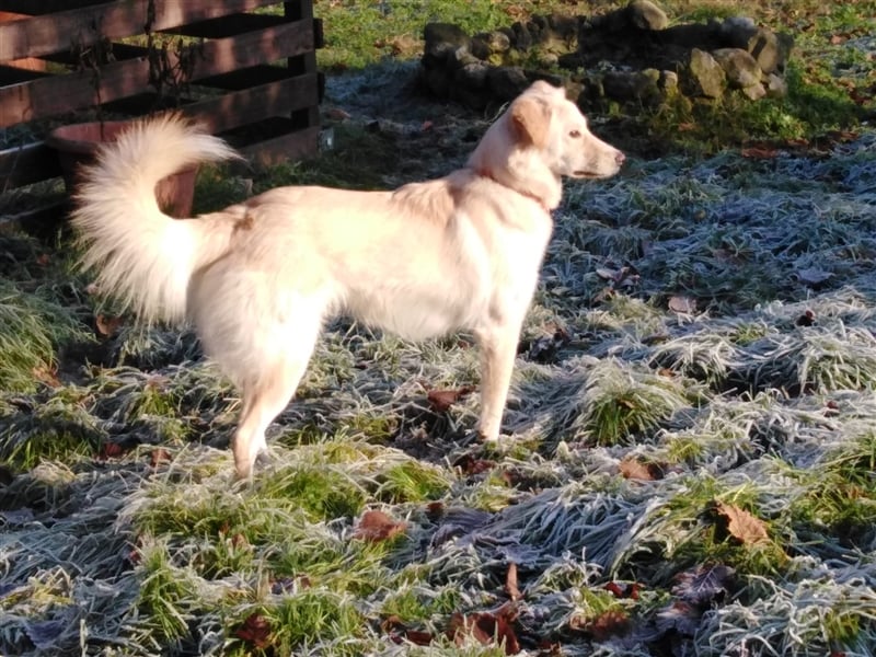 Josie, Labrador Mix