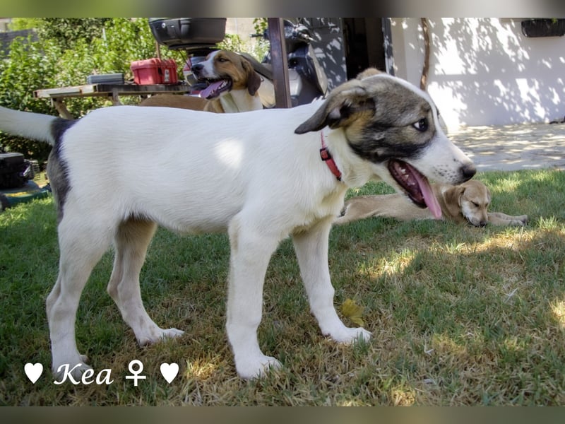 Marla, Scippy und Kea auf der Suche nach ihrer Familie