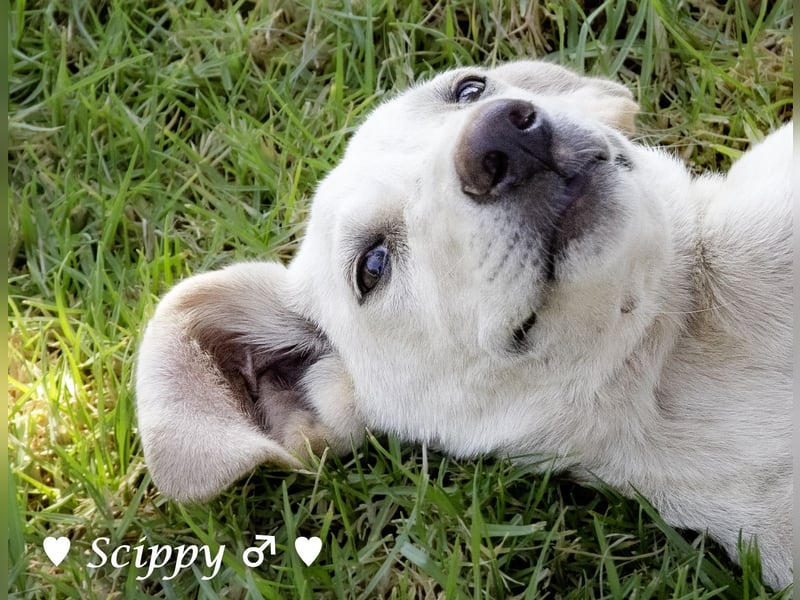 Marla, Scippy und Kea auf der Suche nach ihrer Familie