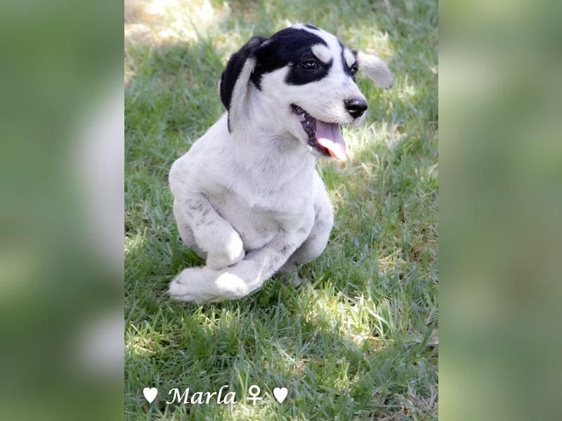 Marla, Scippy und Kea auf der Suche nach ihrer Familie