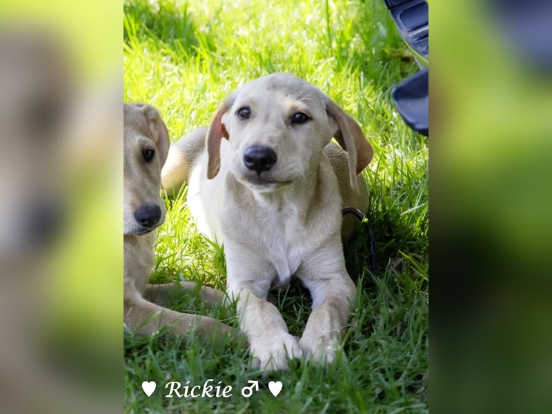Ralfie, Roberta, Robbie und Rickie suchen eine Familie