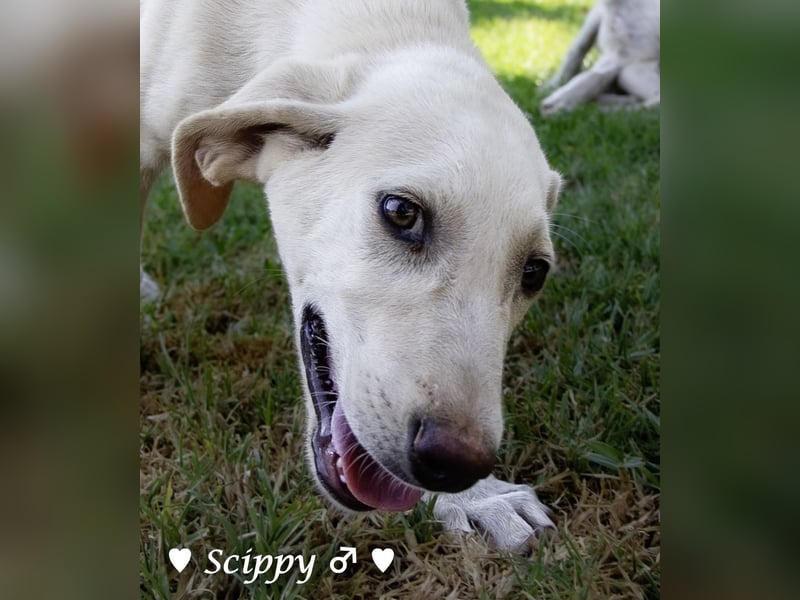 Marla, Scippy und Kea auf der Suche nach ihrer Familie