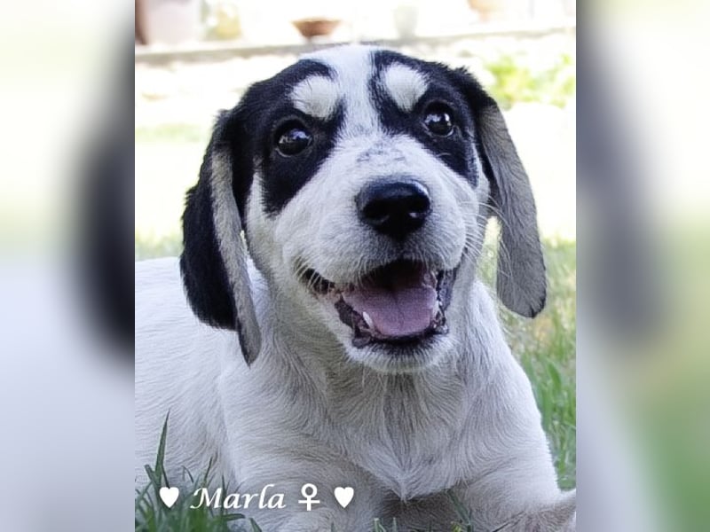 Marla, Scippy und Kea auf der Suche nach ihrer Familie