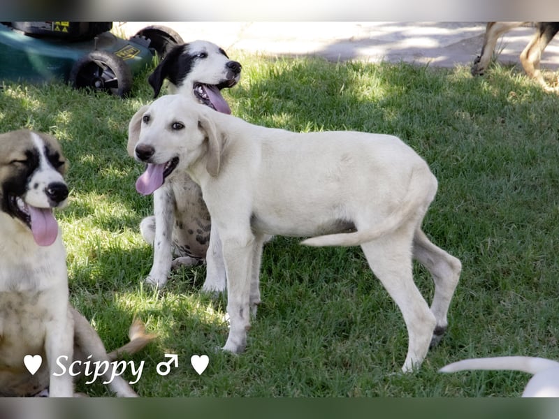 Marla, Scippy und Kea auf der Suche nach ihrer Familie