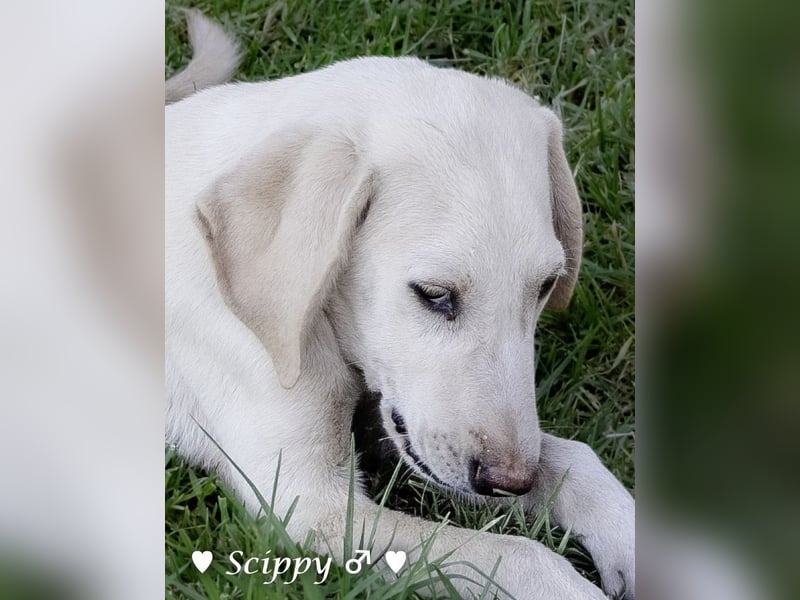Marla, Scippy und Kea auf der Suche nach ihrer Familie