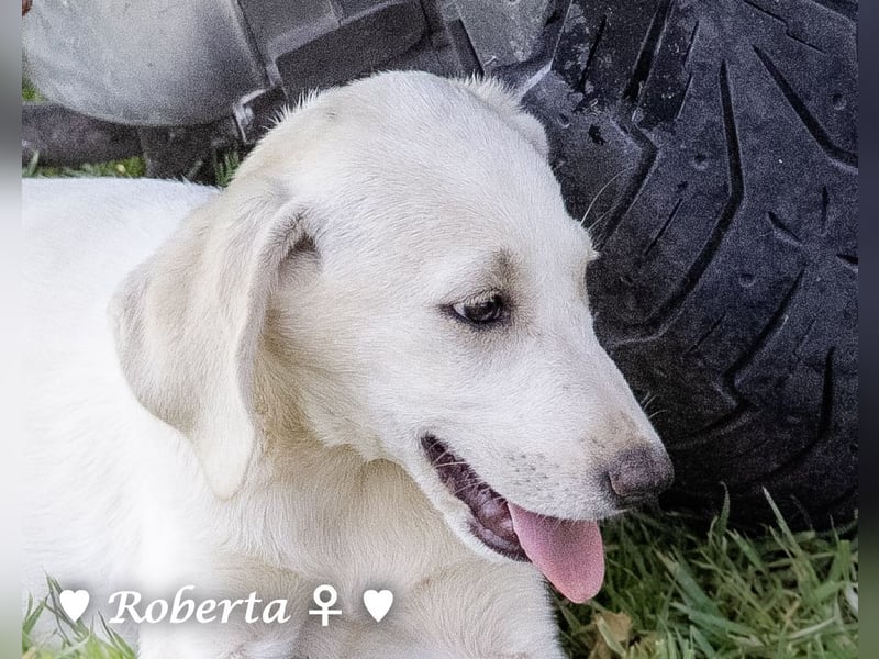 Ralfie, Roberta, Robbie und Rickie suchen eine Familie