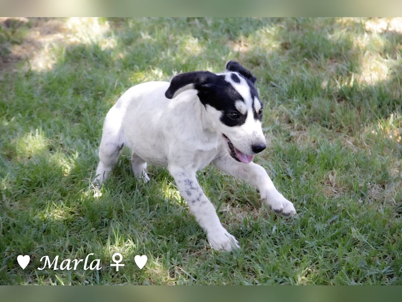 Marla, Scippy und Kea auf der Suche nach ihrer Familie