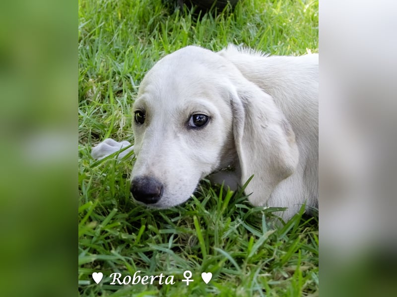 Ralfie, Roberta, Robbie und Rickie suchen eine Familie
