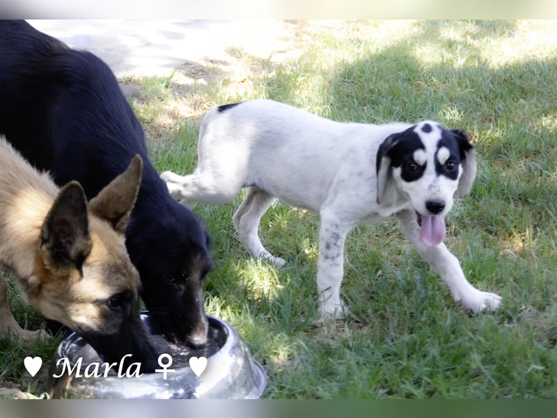 Marla, Scippy und Kea auf der Suche nach ihrer Familie