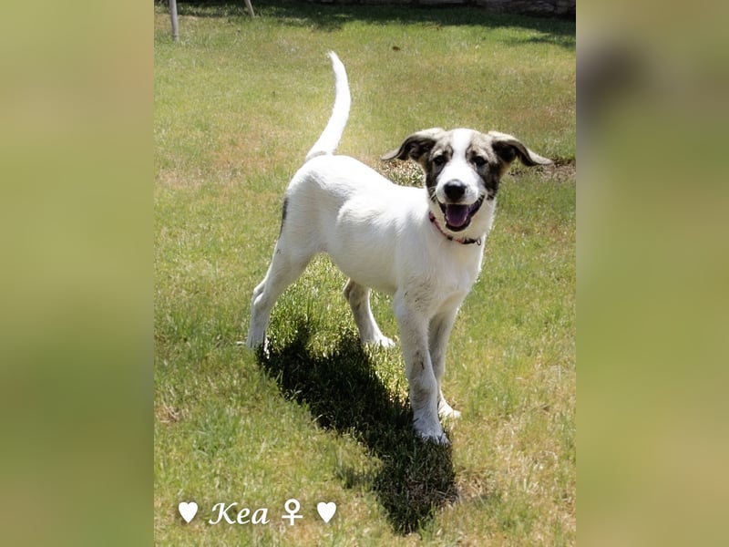 Marla, Scippy und Kea auf der Suche nach ihrer Familie