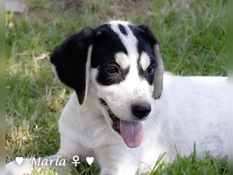 Marla, Scippy und Kea auf der Suche nach ihrer Familie