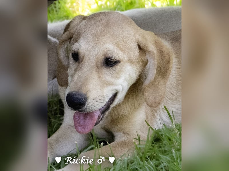 Ralfie, Roberta, Robbie und Rickie suchen eine Familie
