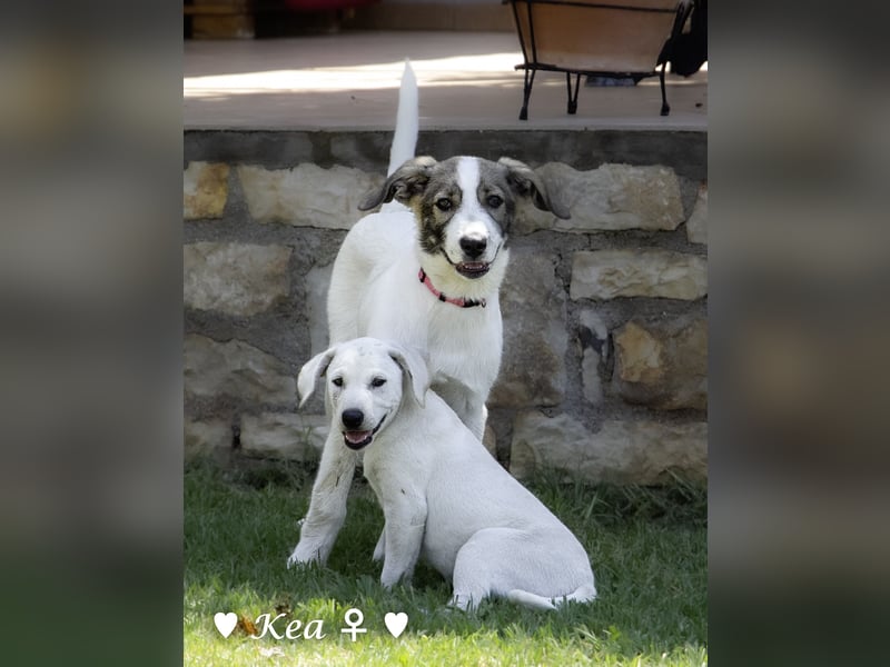Marla, Scippy und Kea auf der Suche nach ihrer Familie