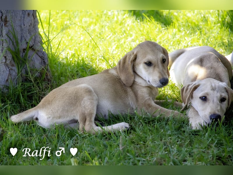 Ralfie, Roberta, Robbie und Rickie suchen eine Familie