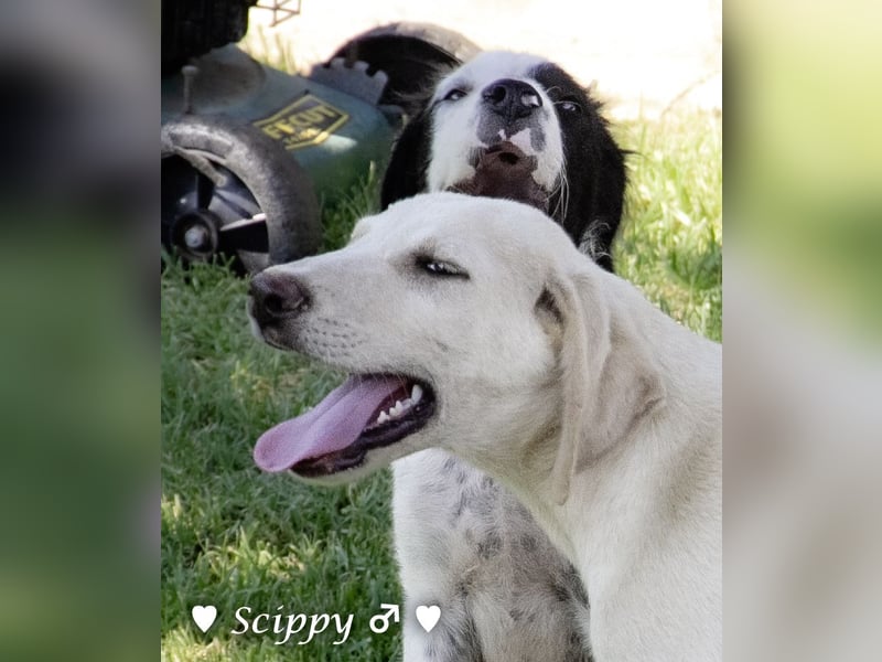 Marla, Scippy und Kea auf der Suche nach ihrer Familie