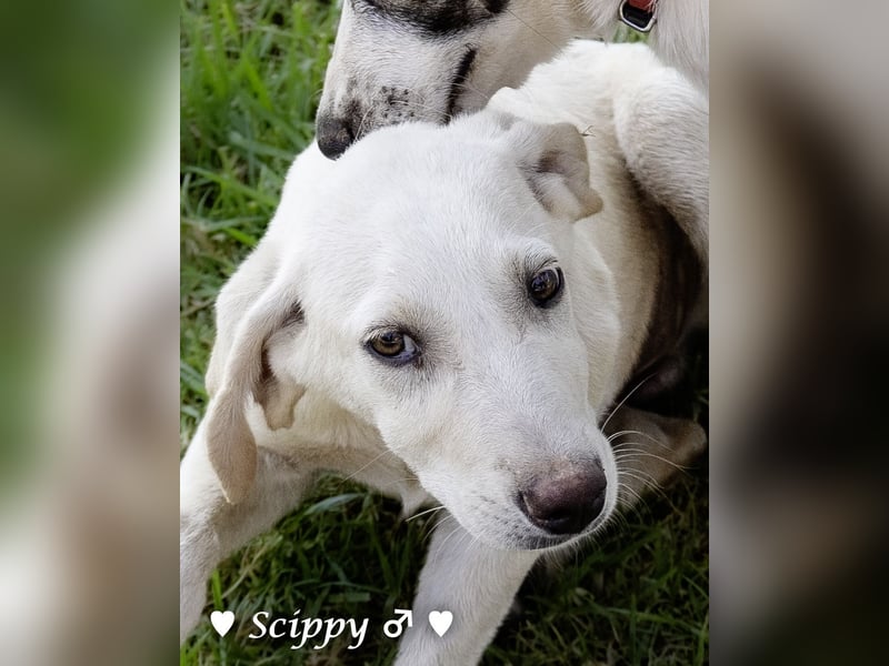 Marla, Scippy und Kea auf der Suche nach ihrer Familie