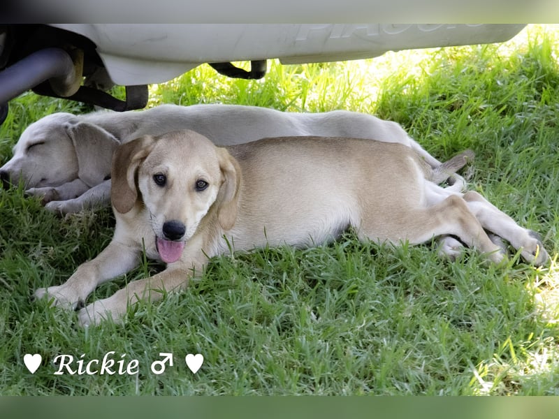Ralfie, Roberta, Robbie und Rickie suchen eine Familie