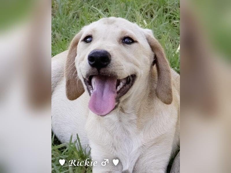 Ralfie, Roberta, Robbie und Rickie suchen eine Familie