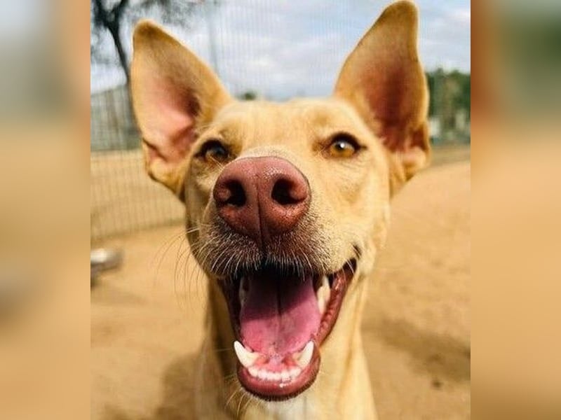 Avi geb. 10/2021 (ESP) - aufgeschlossene und menschenbezogene Labrador-Podenco-Mix Hündin!