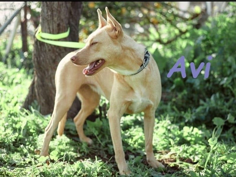 Avi geb. 10/2021 (ESP) - aufgeschlossene und menschenbezogene Labrador-Podenco-Mix Hündin!