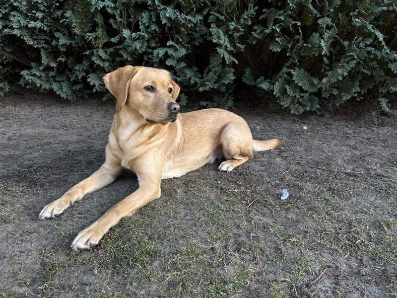 Nur noch 3 wunderschöne Labrador(Weibchen) Welpen (Arbeitslinie