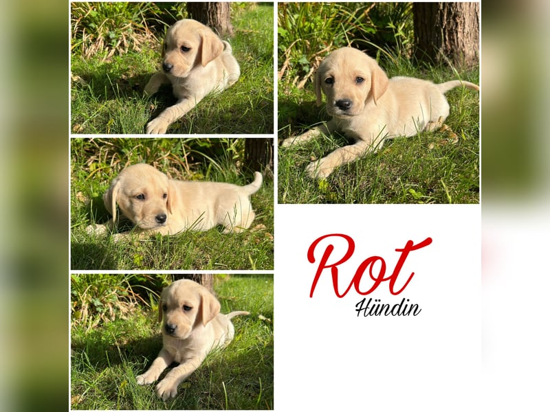 Nur noch 3 wunderschöne Labrador(Weibchen) Welpen (Arbeitslinie