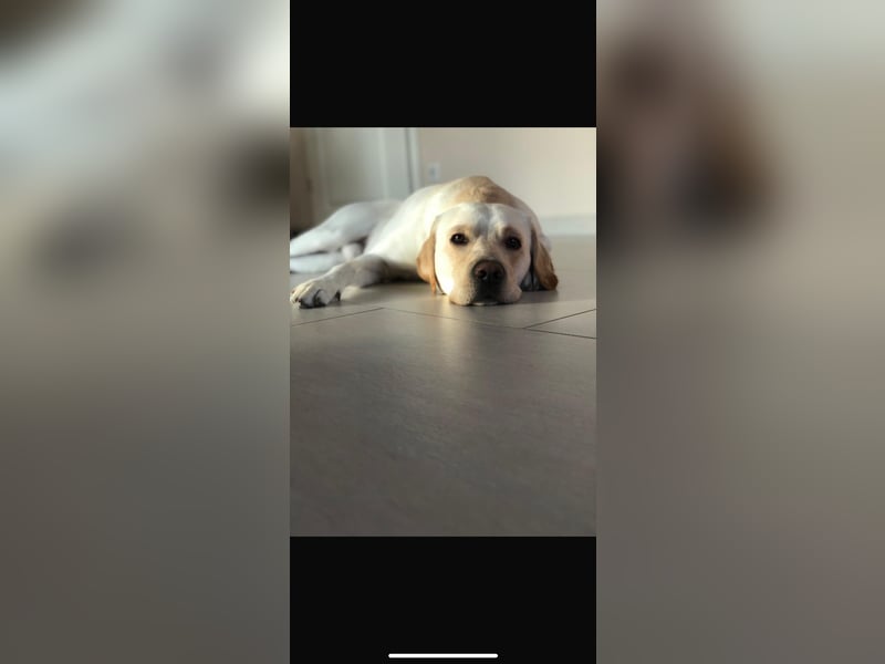 Nur noch 3 wunderschöne Labrador(Weibchen) Welpen (Arbeitslinie