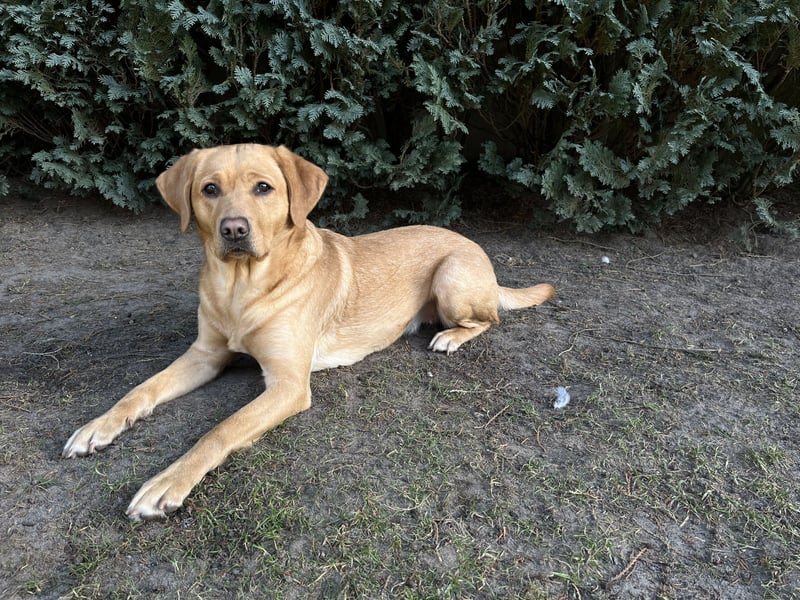 Nur noch 3 wunderschöne Labrador(Weibchen) Welpen (Arbeitslinie