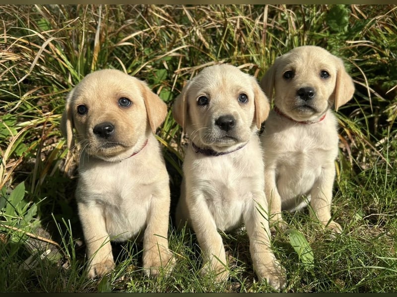 Nur noch 3 wunderschöne Labrador(Weibchen) Welpen (Arbeitslinie