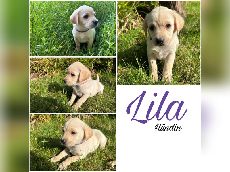 Nur noch 3 wunderschöne Labrador(Weibchen) Welpen (Arbeitslinie