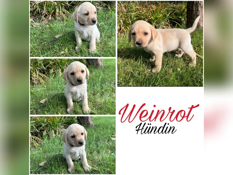 Nur noch 3 wunderschöne Labrador(Weibchen) Welpen (Arbeitslinie