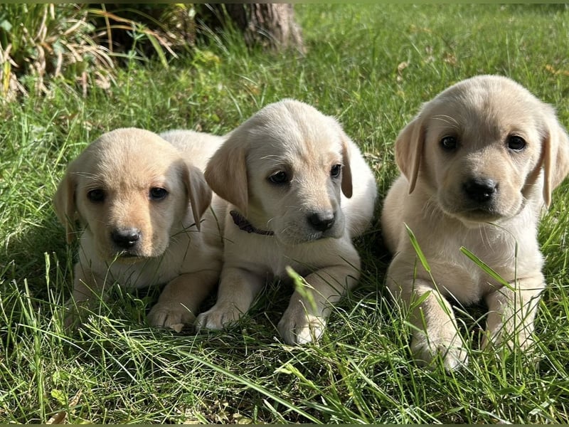 Nur noch 3 wunderschöne Labrador(Weibchen) Welpen (Arbeitslinie