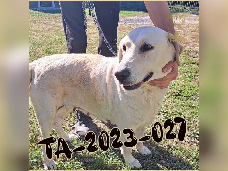 TA-2023-027