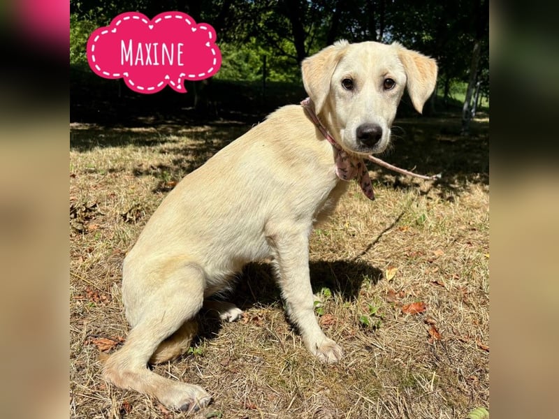 Maxine - eine Edle schöne Hündin
