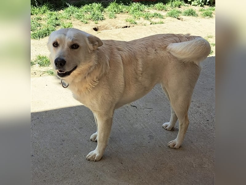 Charlotte ein Labi-Mix