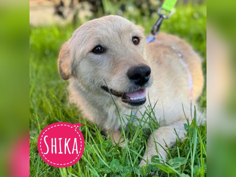 Shika eine wundervolle Mimose